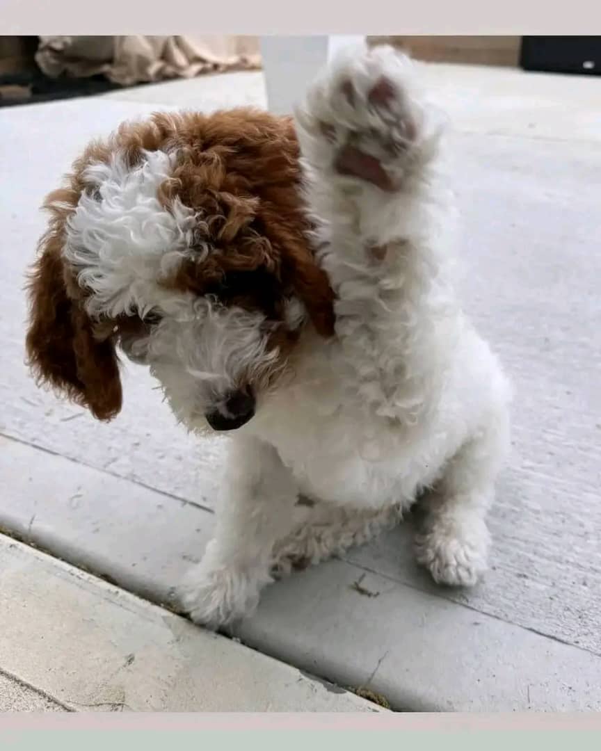 Meet Oliver - Image 2