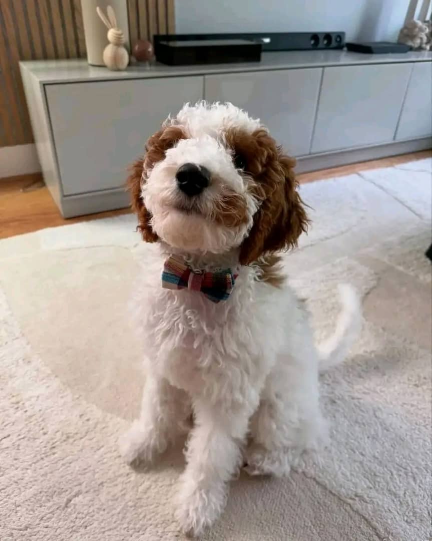 Meet Oliver - Image 3