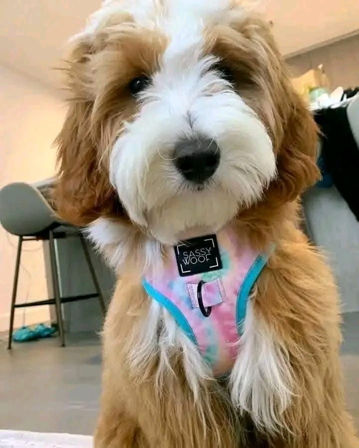 Meet Shella - Image 4