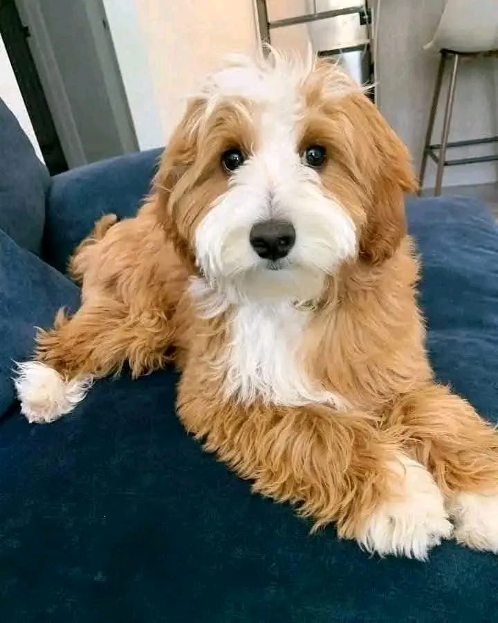 Meet Shella - Image 3