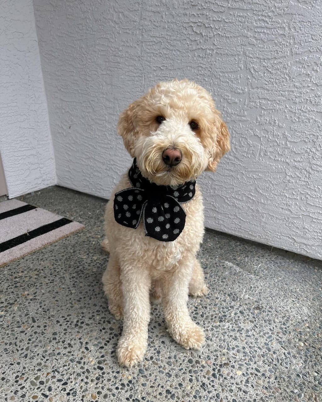 Meet Fancy - Image 3