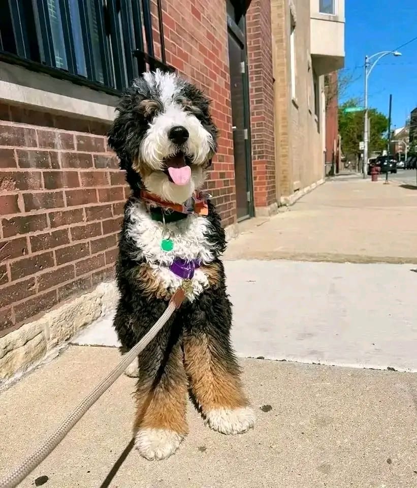 Meet Wally - Image 3