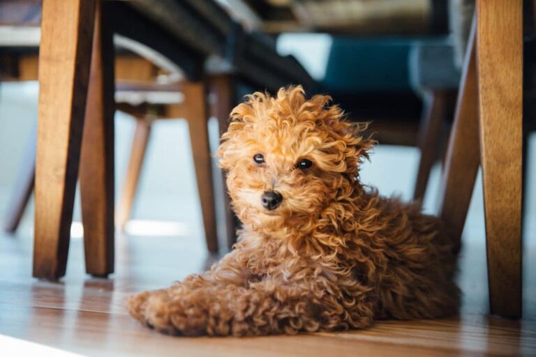 mini-golden-doodle-toronto-tuppy-a-1024x683