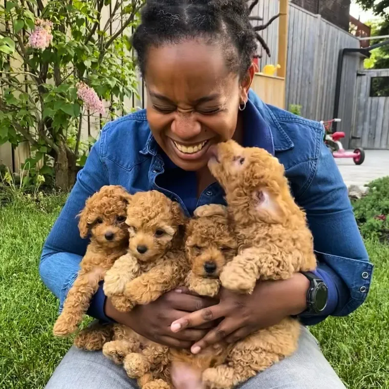 mini-goldendoodle-puppys-to-love